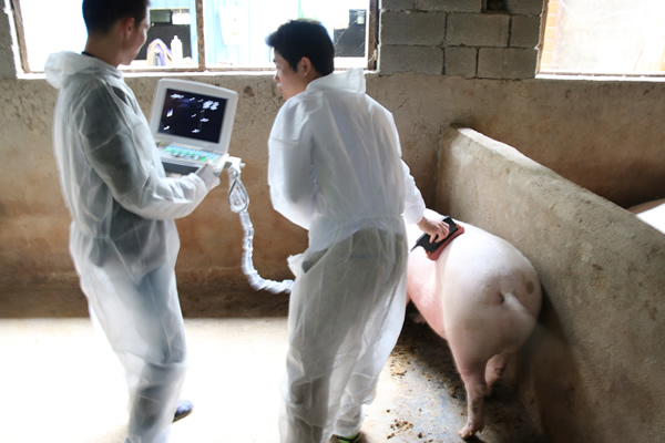 獸用B超機(jī),獸用b超,獸用孕檢B超,母豬驗(yàn)孕儀,豬用驗(yàn)孕儀,豬用b超